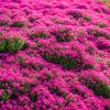 "Premium Creeping Lavender Seeds - 3000+ Count - Heirloom Variety for Planting"